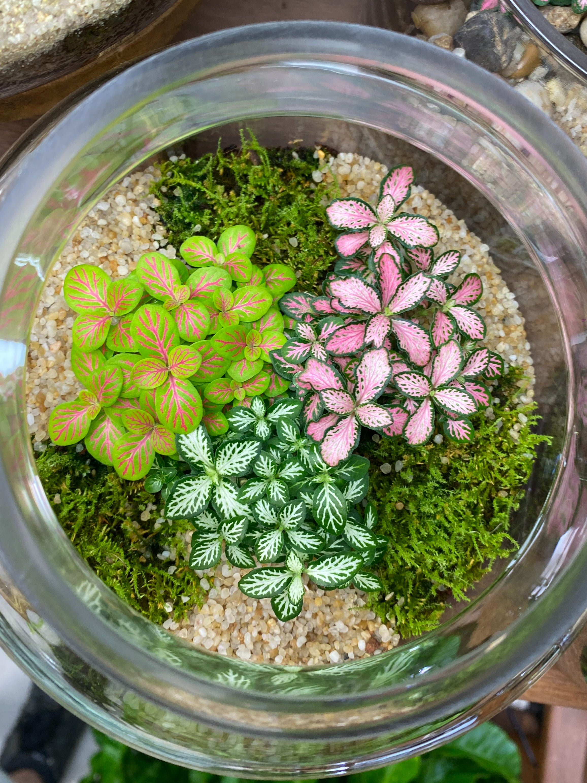 How to look after your Terrarium | Foliage Plant Studio
